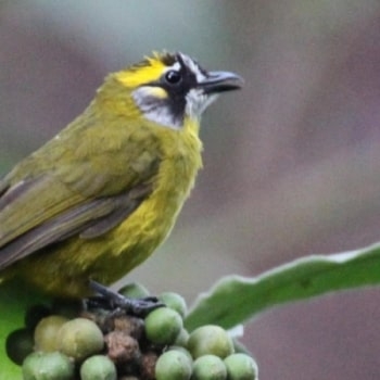 Get To Know More about the Endemic Birds at Ahaspokuna