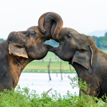 Wild Sri Lanka - National Geographic