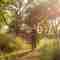 Bushwalk package